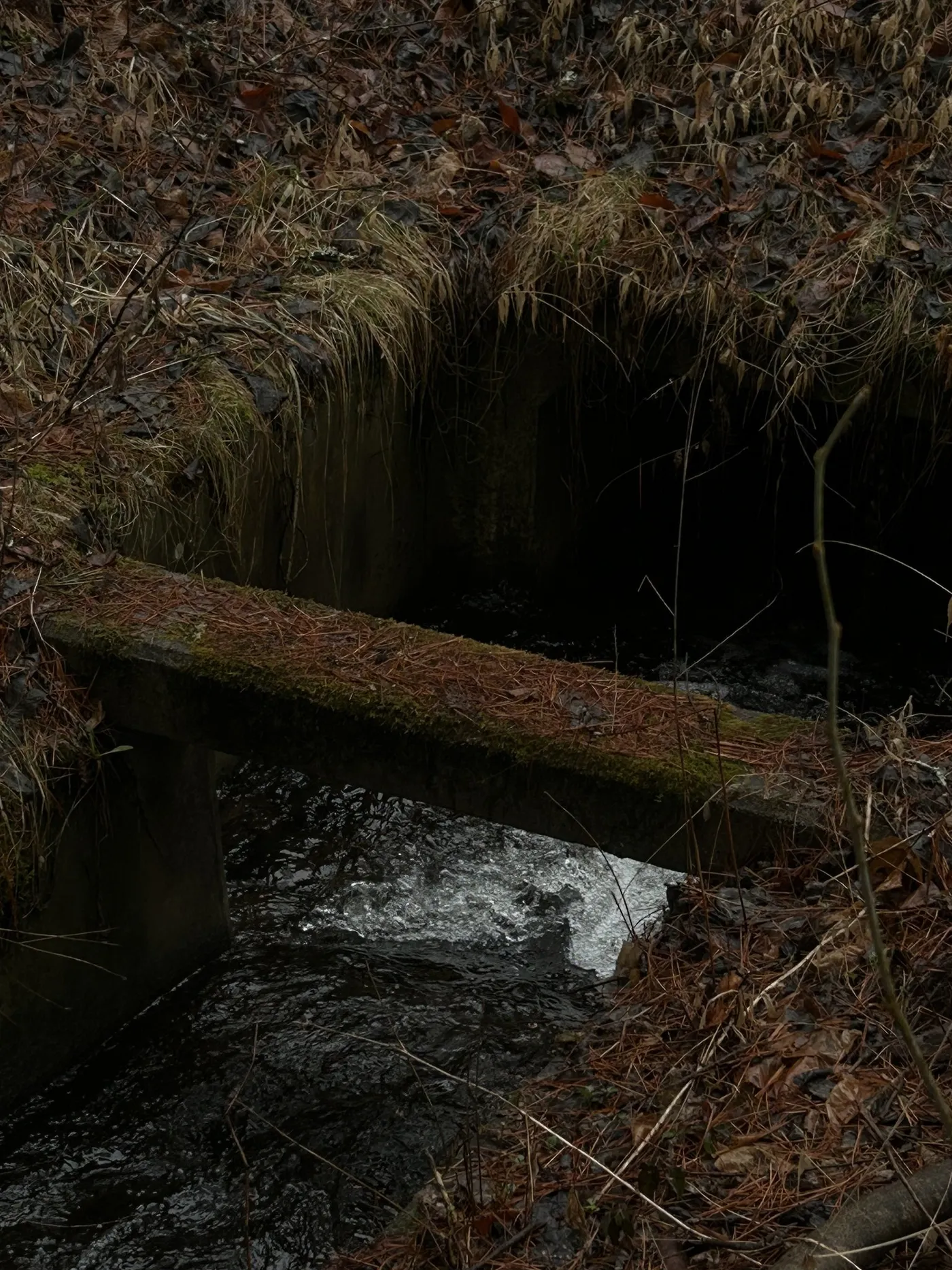 苔むした橋